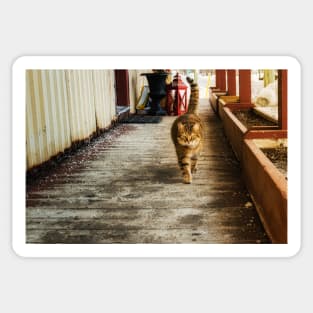 Country Store Cat 1 Sticker
